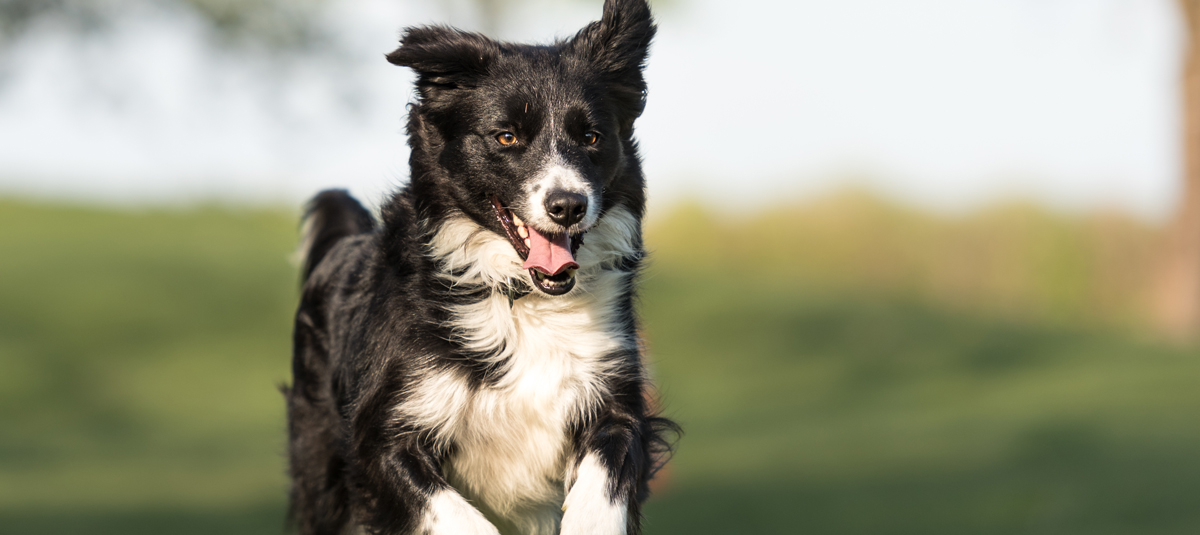 Border Collie - the perfect companion for active people - WARSAW DOG