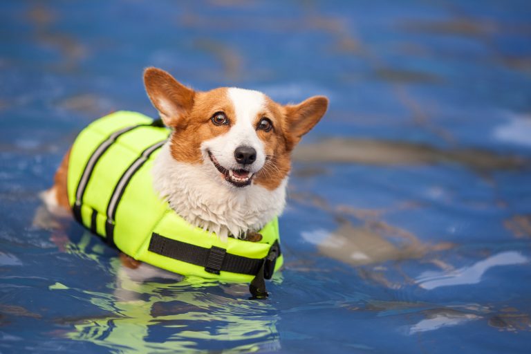 An adult welsh pembroke swims in the park 4Paws