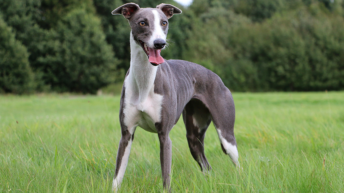 Whippet Dog Breed Information Blog 4paws Pet Insurance