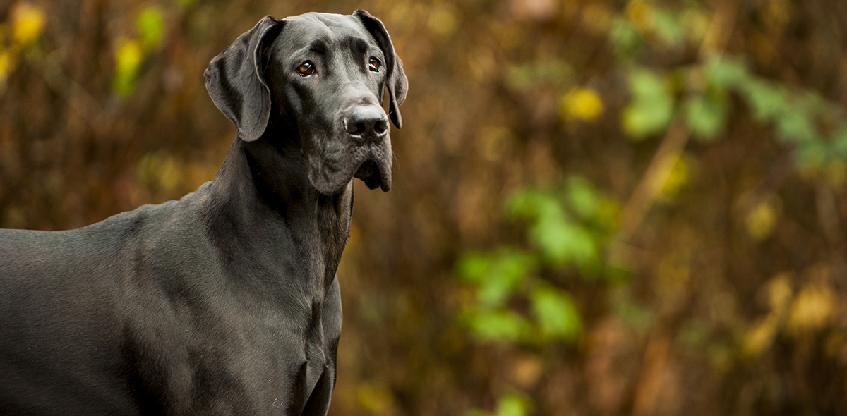 Great Danes as Family Companions