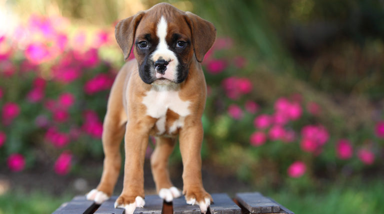 Boxer dog 4Paws Pet Insurance